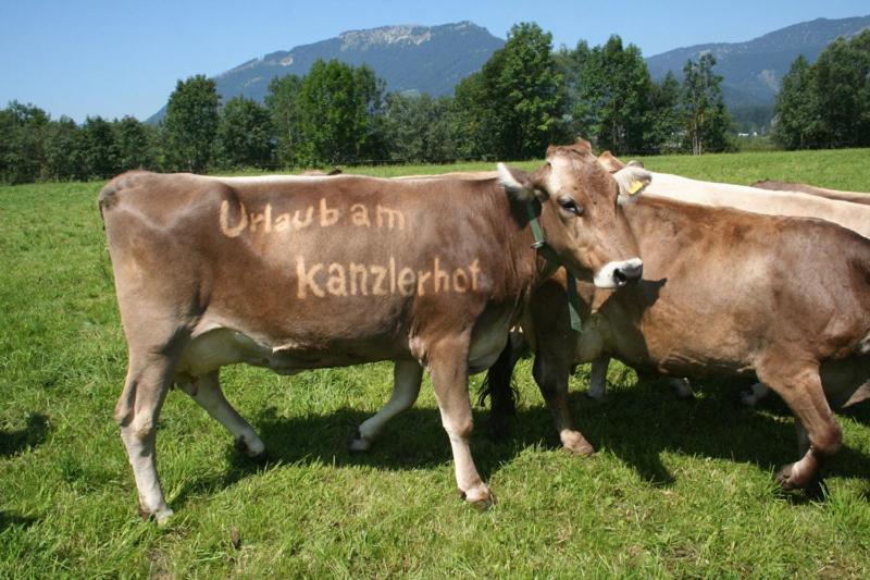 Kanzlerhof Apartment Bad Mitterndorf